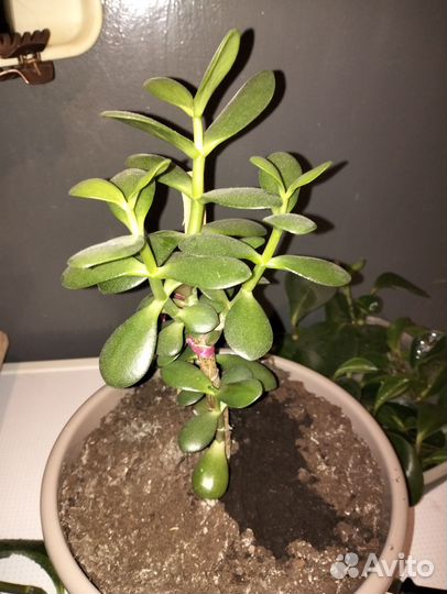 Отростки цветов