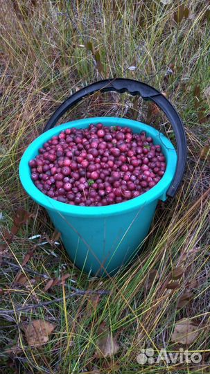 Клюква свежая