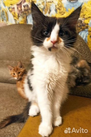 Котята Мэйнкуны