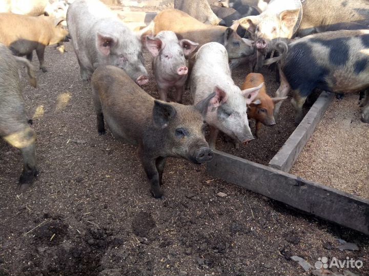 Поросята