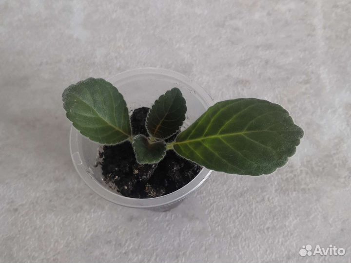 Глоксиния тидея фиолетовая