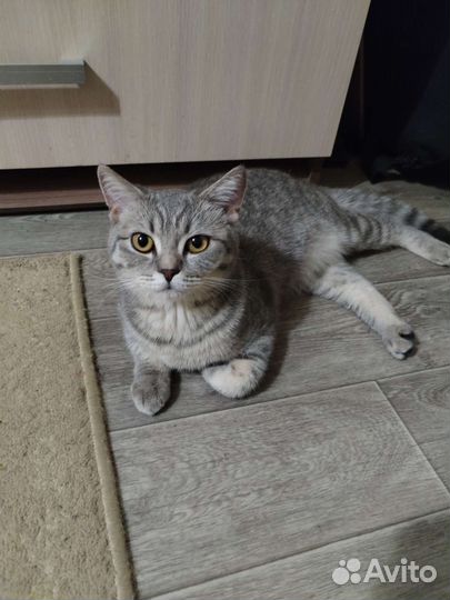 Вязка кошек
