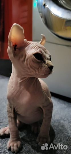 Канадский сфинкс эльф котенок