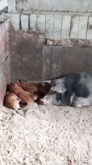 Мясо деревенское свинина