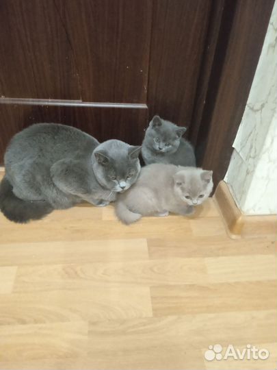 Британская