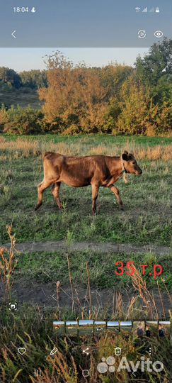 Корова дойная, тёлка