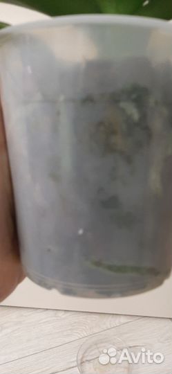 Орхидея биг лип Black Bear