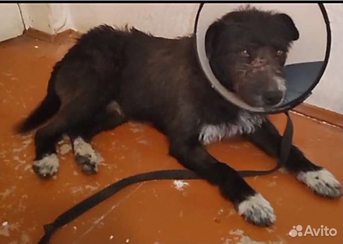 До 19.07 нужно найти хозяина