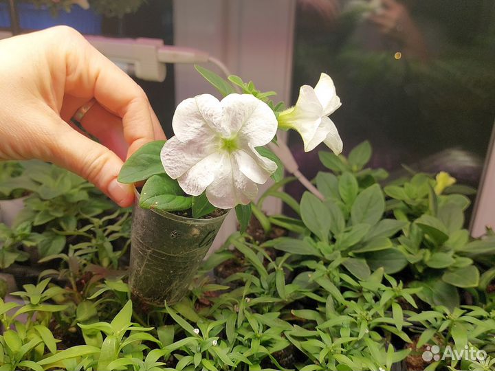 Вегетативная петуния фанфара вайт