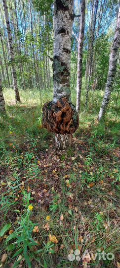 Кап сувель берёзовый