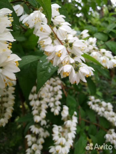 Кольквиция,дейция,вейгела и др