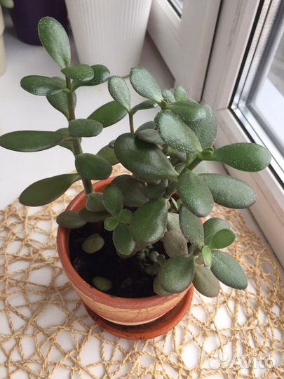 Толстянка / денежное дерево