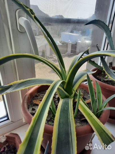 Агава Американская