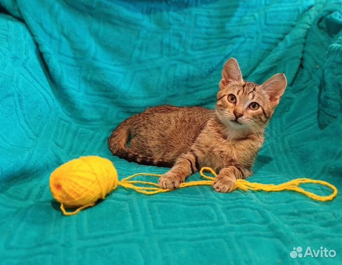 Котенок девочка в добрые руки