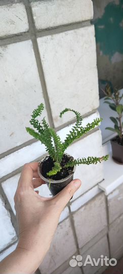 Комнатные растения- 3