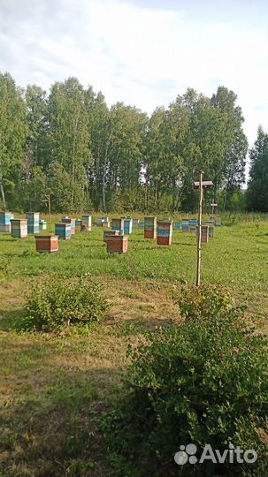 Продам пасеку