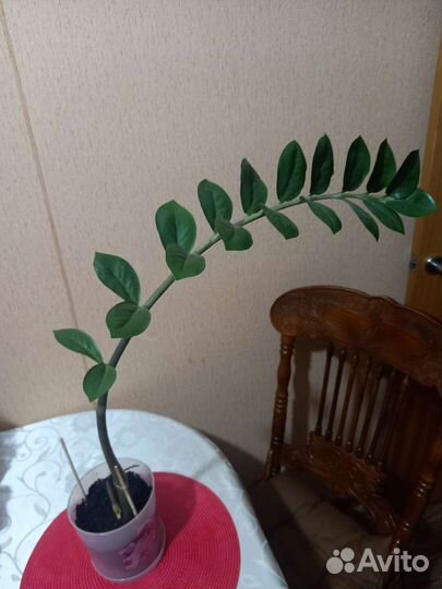 Замиокулькас