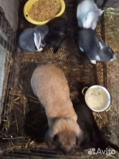 Циплята домашнии,индоутята, кролики