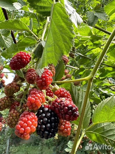 Ежевика Тройная Корона
