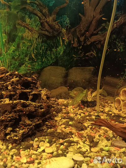 Аквариум