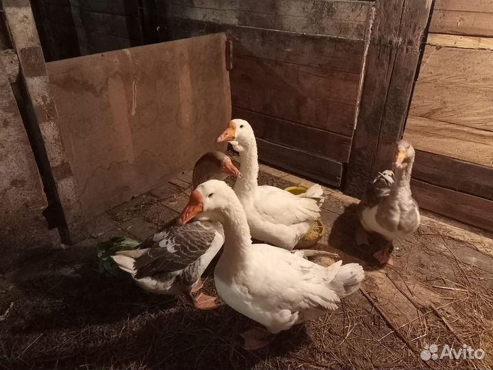 Холмогорские гуси