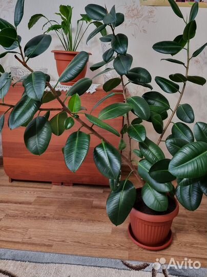 Фикус большой
