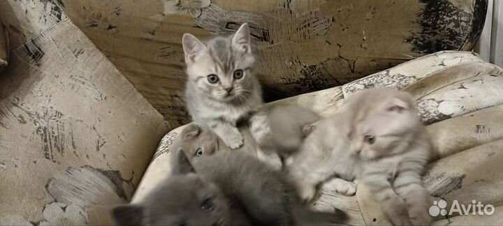 Британские