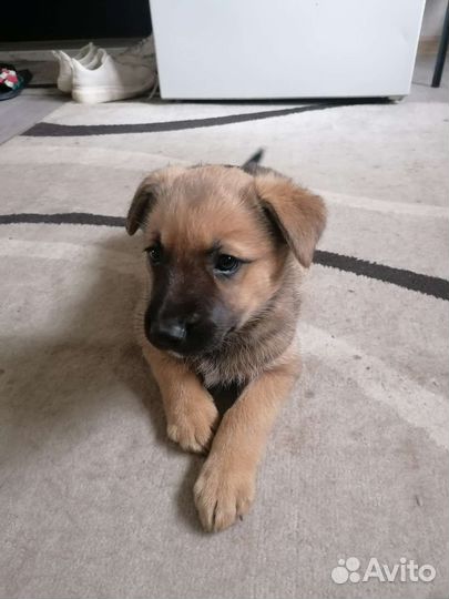 Щенок лайки девочка в добрые руки