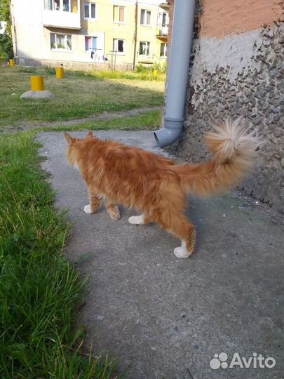 Рыжий котик