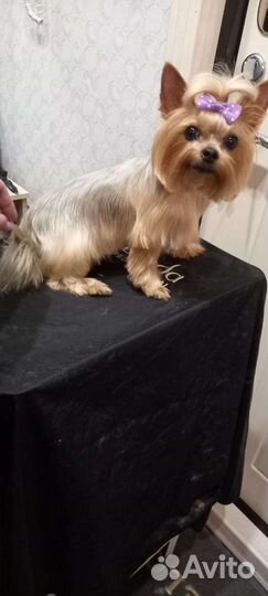 Стрижка йорков