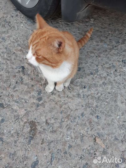 Кот рыжий