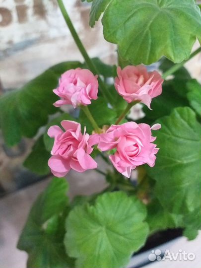 Пеларгония герань