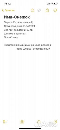 Милая Шиншилла стандарт