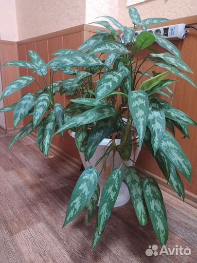 Комнатные цветы молочай