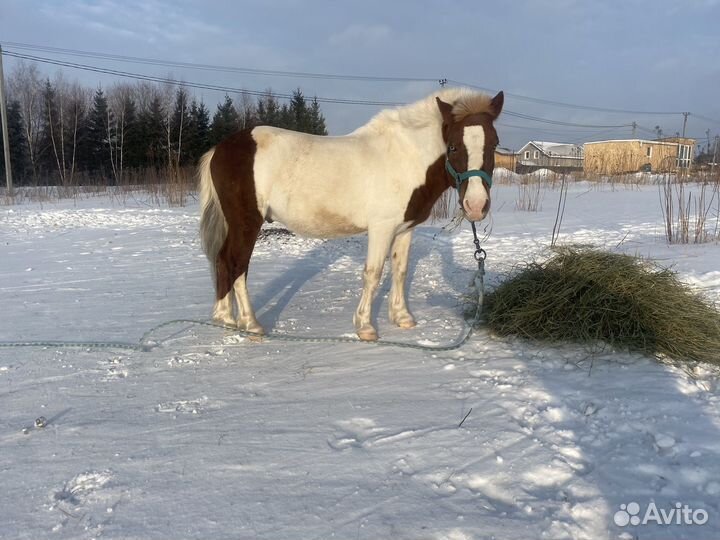 Шетлендский пони