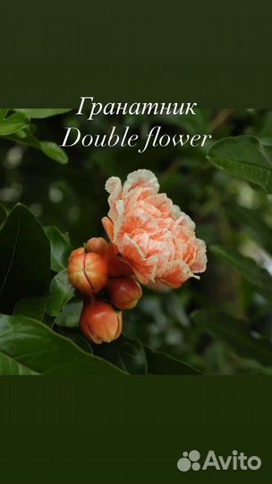 Гранат комнатный, гранатник