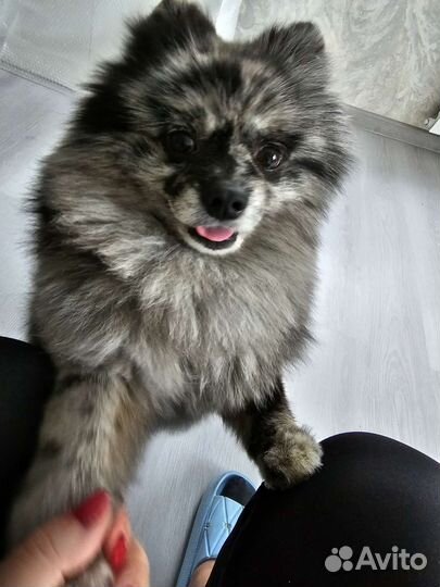 Передержка собак и кошек