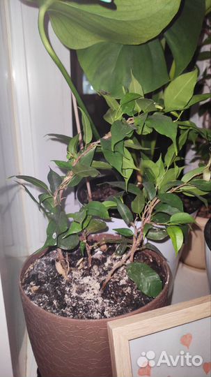 Фикус бенджамина