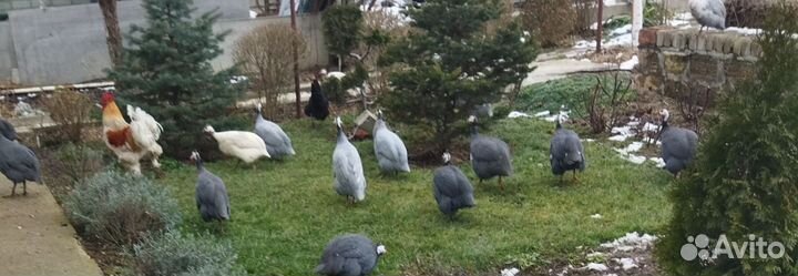 Яйцо цесарки