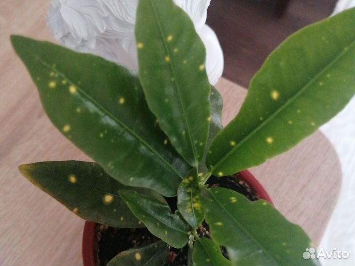 Кодеум и герань, цену уточняйте