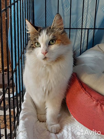 Кошечка Лапуля