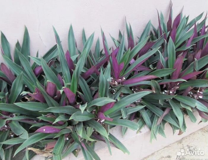 Ладья Моисея или Рео