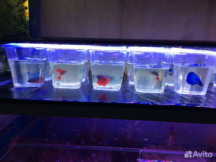 Сиамские Петушки