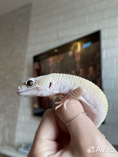 Геккон эублефар самец