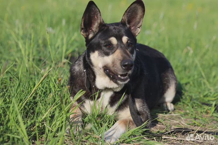 Собака в добрые руки