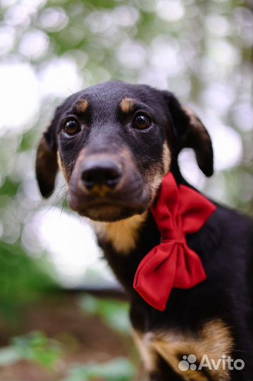 Щенок ищет дом и заботливые руки