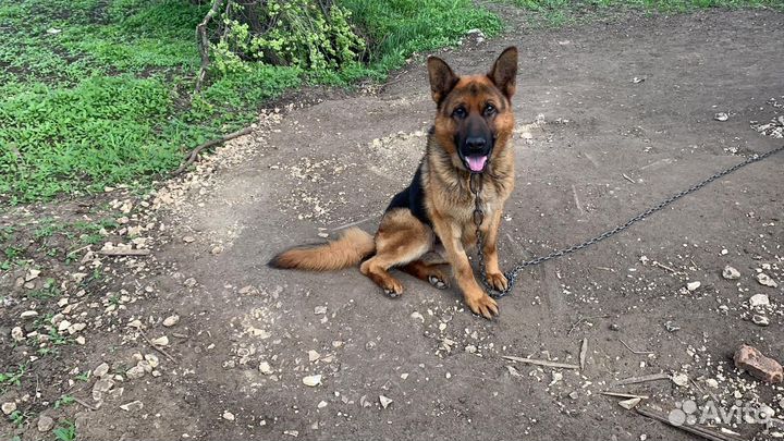 Немец Шерхан