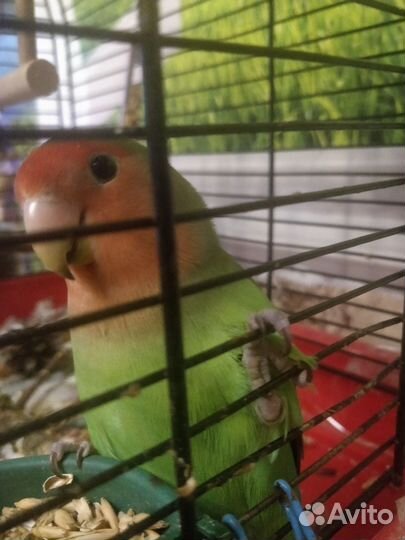 Попугай неразлучник