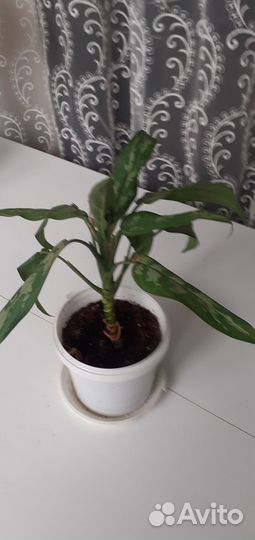 Комнатные растения