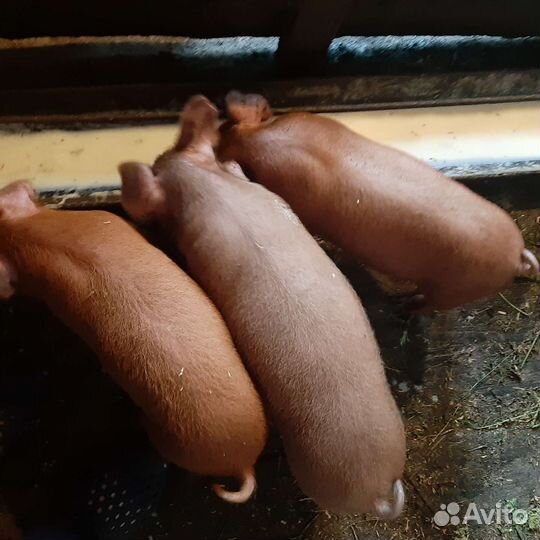 Поросята породы дюрок